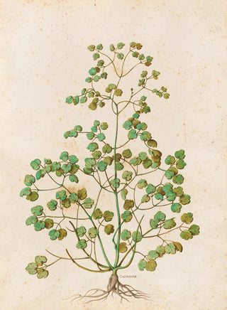 Giovanna Garzoni - Piante varie Pl50.webp