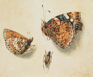 Deux papillons et un autre insecte - Giovanna Garzoni — artwork view