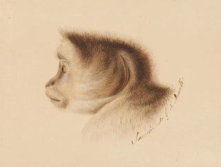 Monkey - Gottfried Mind — artwork view