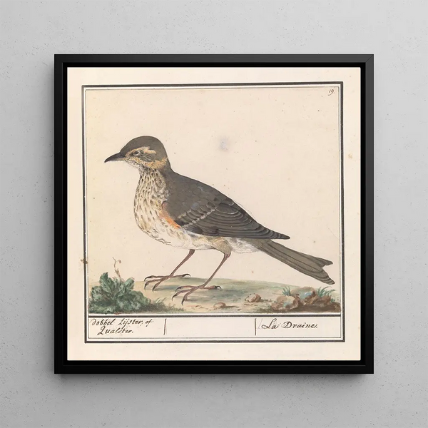 Grand merle Turdus viscivorus - Anselmus Botius de Boodt — framed artwork on a wall