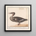 Grande harle Mergus merganser - Anselmus Botius de Boodt — framed artwork on a wall