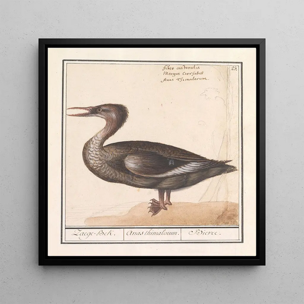 Grande harle Mergus merganser - Anselmus Botius de Boodt — framed artwork on a wall