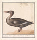 Grande harle Mergus merganser - Anselmus Botius de Boodt — artwork view