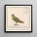 Groenling Chloris chloris - Anselmus Botius de Boodt — framed artwork on a wall