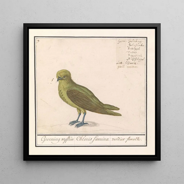Groenling Chloris chloris - Anselmus Botius de Boodt — framed artwork on a wall