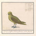 Groenling Chloris chloris - Anselmus Botius de Boodt — artwork view