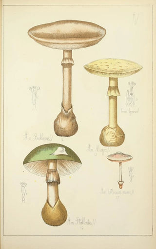 Guillaume Sicard - Histoire naturelle des champignons Pl05.webp