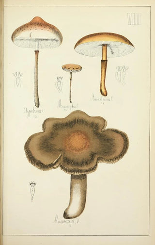Guillaume Sicard - Histoire naturelle des champignons Pl08.webp