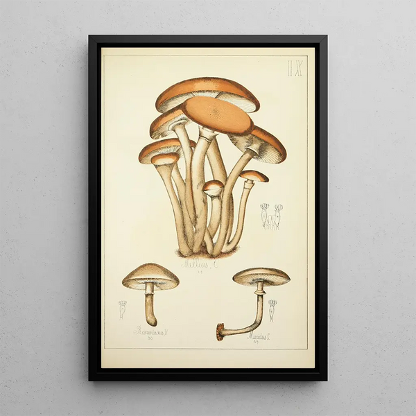 Natural History of Mushrooms Pl09 - Guillaume Sicard — framed artwork on a wall