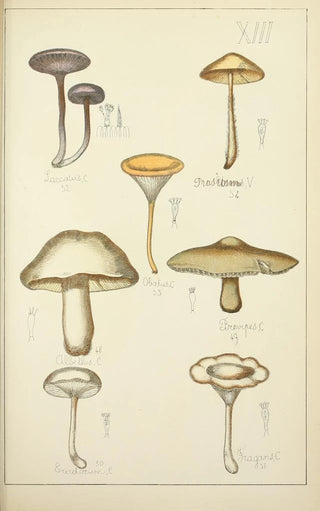 Guillaume Sicard - Histoire naturelle des champignons Pl13.webp