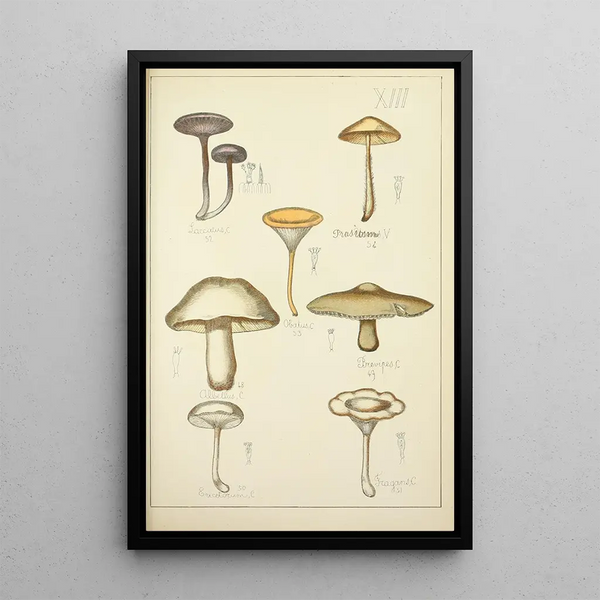 Natural history of mushrooms Pl13 - Guillaume Sicard — framed artwork on a wall