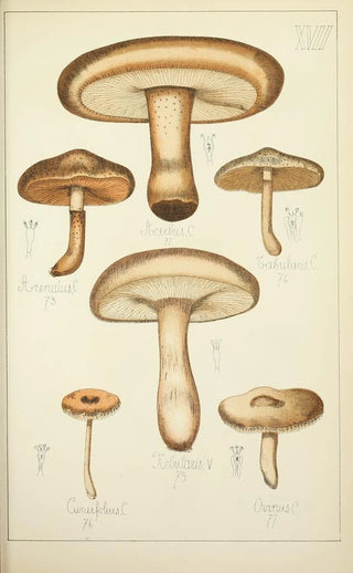 Guillaume Sicard - Histoire naturelle des champignons Pl17.webp