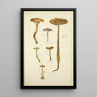 Guillaume Sicard - Histoire naturelle des champignons Pl19.webp