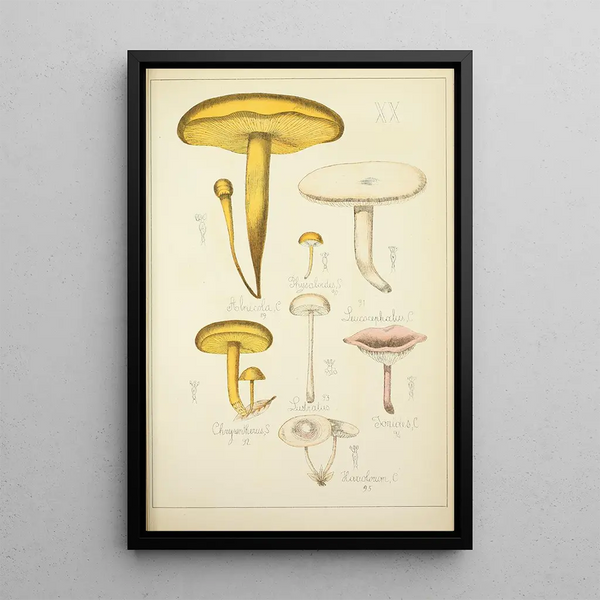 Natural History of Mushrooms Pl20 - Guillaume Sicard — framed artwork on a wall