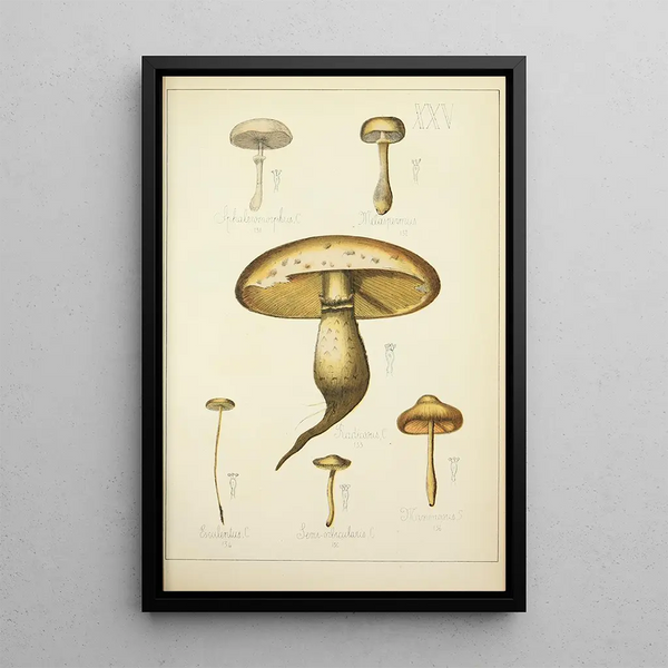 Natural History of Mushrooms Pl25 - Guillaume Sicard — framed artwork on a wall