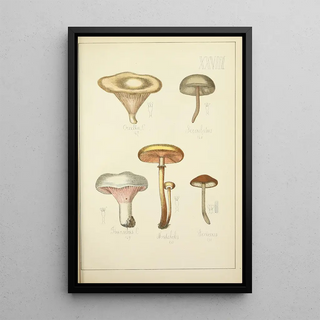 Guillaume Sicard - Histoire naturelle des champignons Pl28.webp