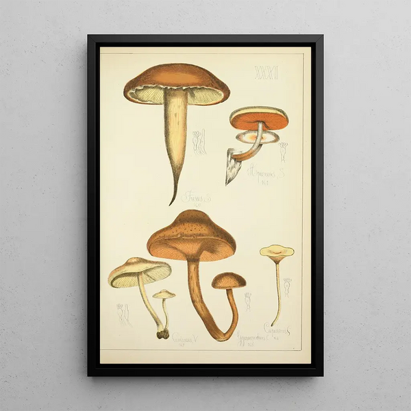 Histoire naturelle des champignons Pl31 - Guillaume Sicard — framed artwork on a wall