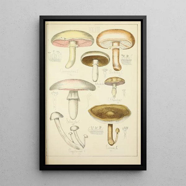 Natural History of Mushrooms Pl32 - Guillaume Sicard — framed artwork on a wall