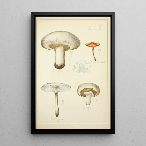 Natural history of mushrooms Pl33 - Guillaume Sicard — framed artwork on a wall