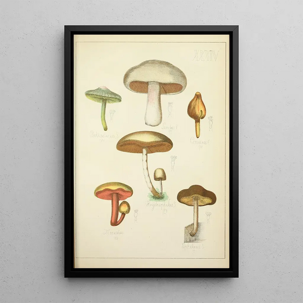 Natural History of Mushrooms Pl34 - Guillaume Sicard — framed artwork on a wall