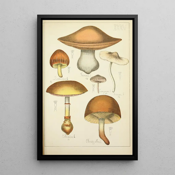 Natural history of mushrooms Pl35 - Guillaume Sicard — framed artwork on a wall
