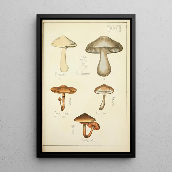 Natural history of mushrooms Pl36 - Guillaume Sicard — framed artwork on a wall