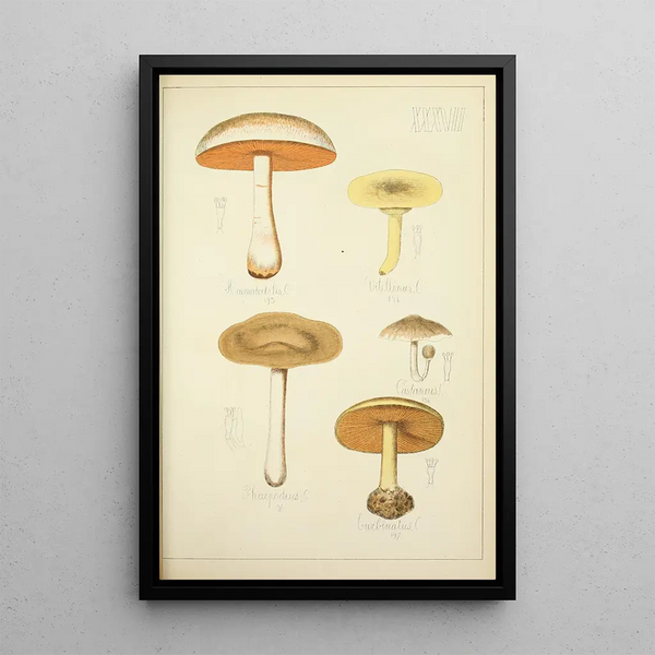 Histoire naturelle des champignons Pl37 - Guillaume Sicard — framed artwork on a wall
