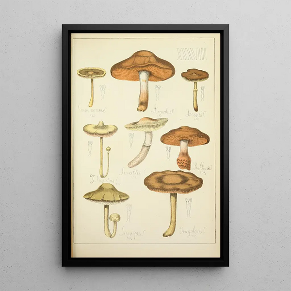 Natural History of Mushrooms Pl38 - Guillaume Sicard — framed artwork on a wall