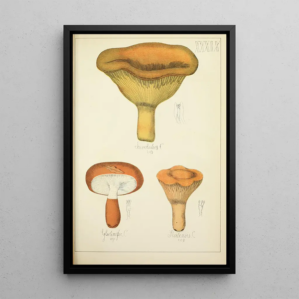 Natural History of Mushrooms Pl39 - Guillaume Sicard — framed artwork on a wall