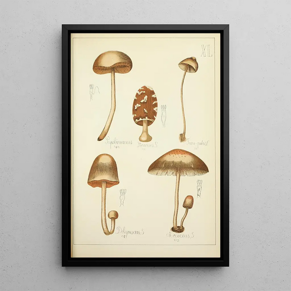 Natural history of mushrooms Pl40 - Guillaume Sicard — framed artwork on a wall