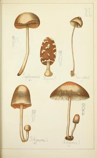 Guillaume Sicard - Histoire naturelle des champignons Pl40.webp