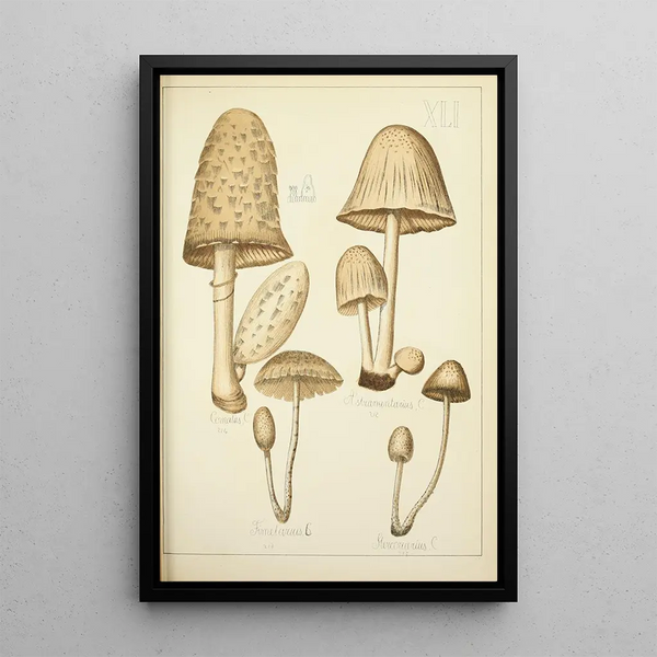 Natural History of Mushrooms Pl41 - Guillaume Sicard — framed artwork on a wall