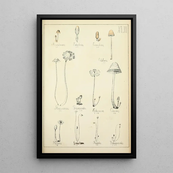 Histoire naturelle des champignons Pl42 - Guillaume Sicard — framed artwork on a wall