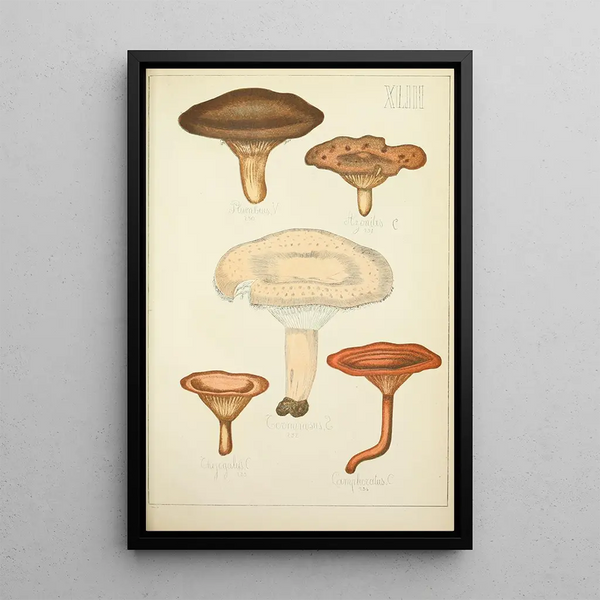 Natural History of Mushrooms Pl43 - Guillaume Sicard — framed artwork on a wall