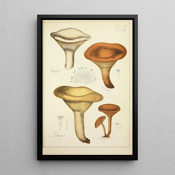Natural History of Mushrooms Pl44 - Guillaume Sicard — framed artwork on a wall