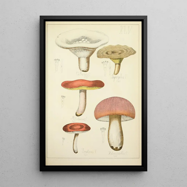 Natural History of Mushrooms Pl45 - Guillaume Sicard — framed artwork on a wall