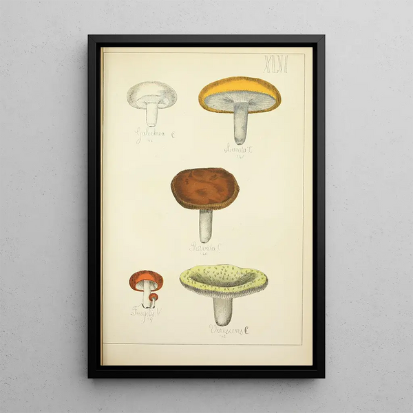 Natural history of mushrooms Pl46 - Guillaume Sicard — framed artwork on a wall