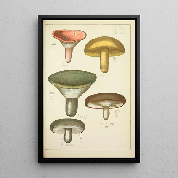 Natural history of mushrooms Pl47 - Guillaume Sicard — framed artwork on a wall