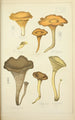 Natural history of mushrooms Pl48 - Guillaume Sicard — artwork view