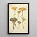 Natural history of mushrooms Pl48 - Guillaume Sicard — framed artwork on a wall