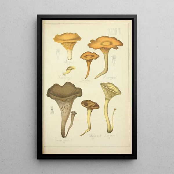 Natural history of mushrooms Pl48 - Guillaume Sicard — framed artwork on a wall