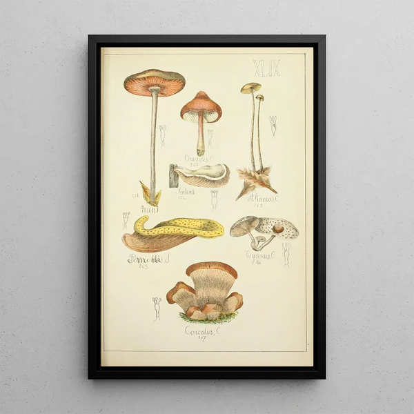 Natural History of Mushrooms Pl49 - Guillaume Sicard — framed artwork on a wall