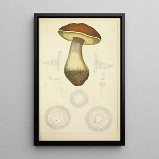 Guillaume Sicard - Histoire naturelle des champignons Pl50.webp