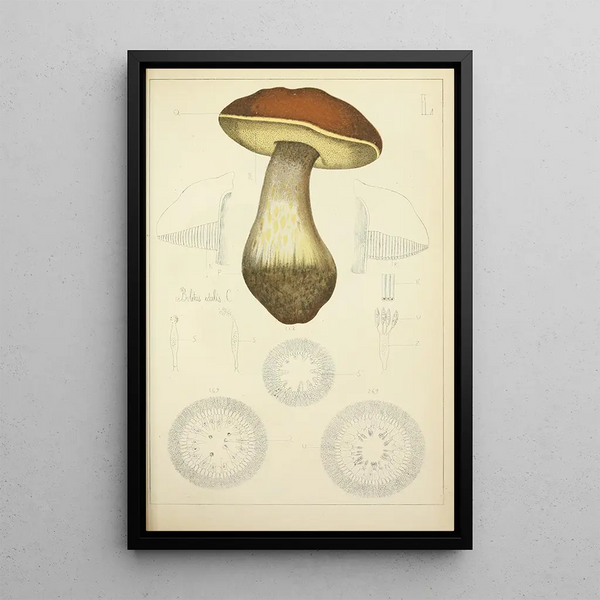 Natural History of Mushrooms Pl50 - Guillaume Sicard — framed artwork on a wall