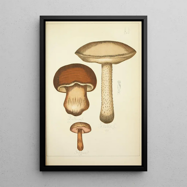 Natural history of mushrooms Pl51 - Guillaume Sicard — framed artwork on a wall