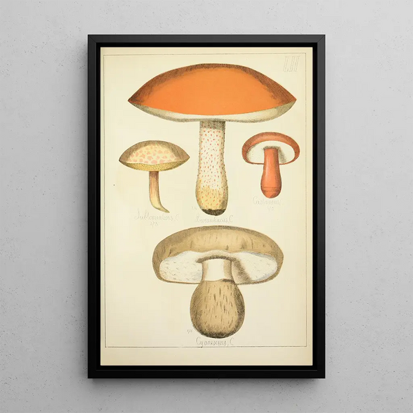 Natural History of Mushrooms Pl52 - Guillaume Sicard — framed artwork on a wall