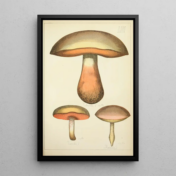 Natural History of Mushrooms Pl53 - Guillaume Sicard — framed artwork on a wall