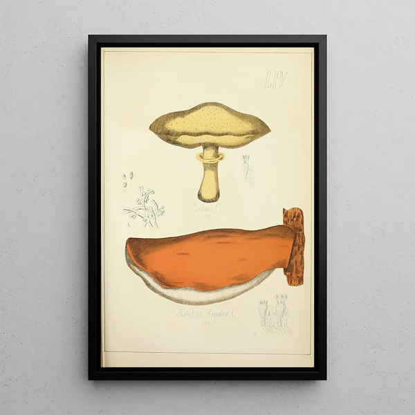 Natural History of Mushrooms Pl54 - Guillaume Sicard — framed artwork on a wall