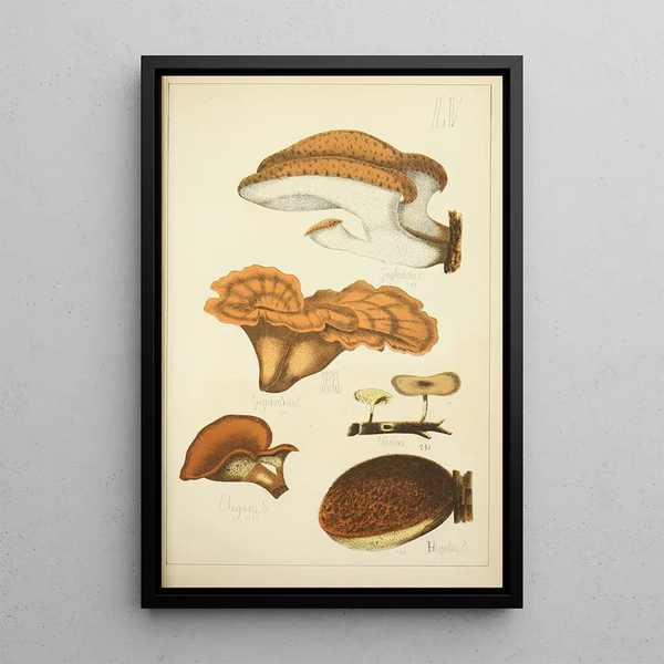 Natural History of Mushrooms Pl55 - Guillaume Sicard — framed artwork on a wall