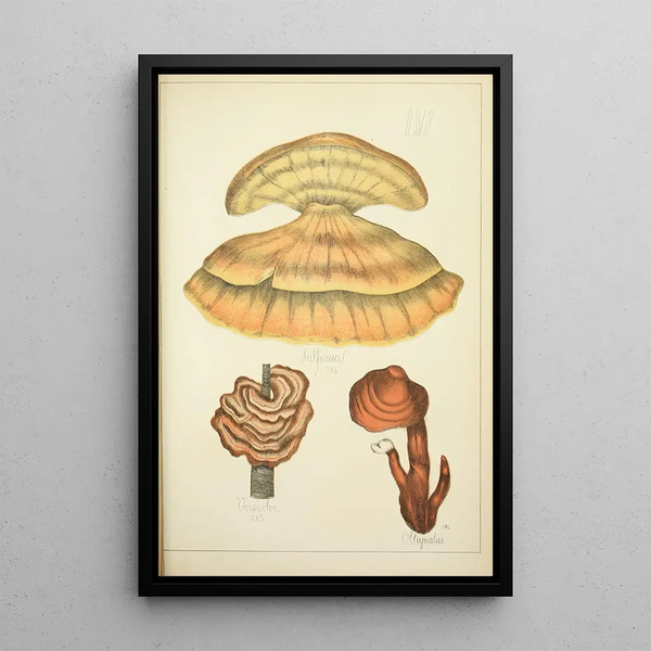 Natural History of Mushrooms Pl56 - Guillaume Sicard — framed artwork on a wall